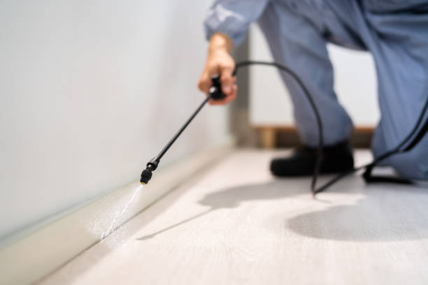 Licensed Wasp Removal service in Bronson, MI - Show Me Pest Control